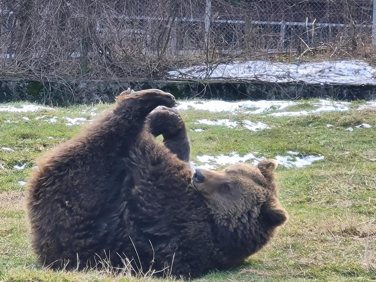 Pensiunea Kyfana Zărneşti エクステリア 写真