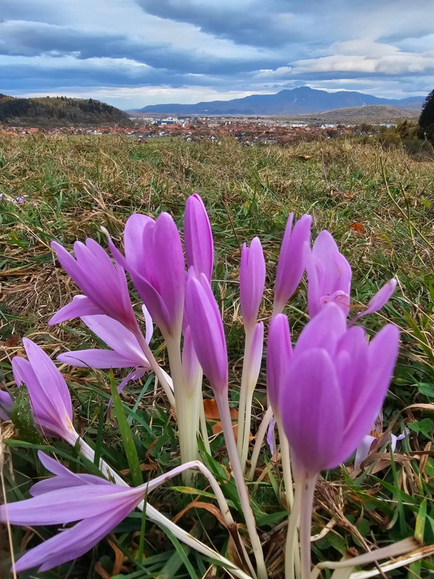 Pensiunea Kyfana Zărneşti エクステリア 写真